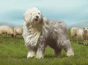 牧羊犬
