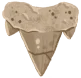 古代の牙